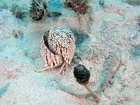 Flamebox Crab Roatan Honduras